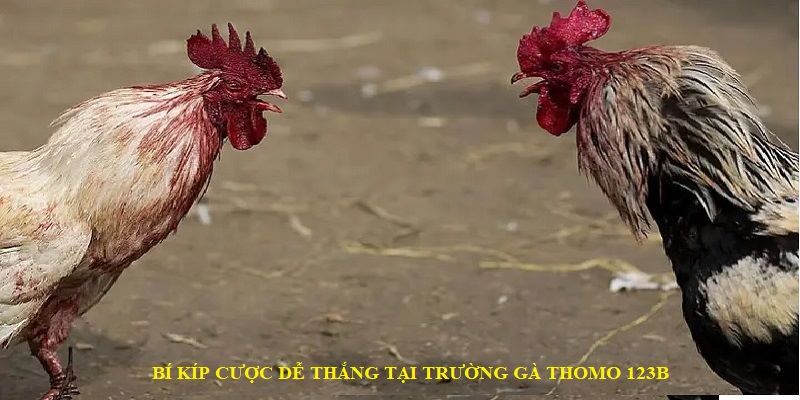 Mẹo xuống tiền hiệu quả trong đá gà Thomo