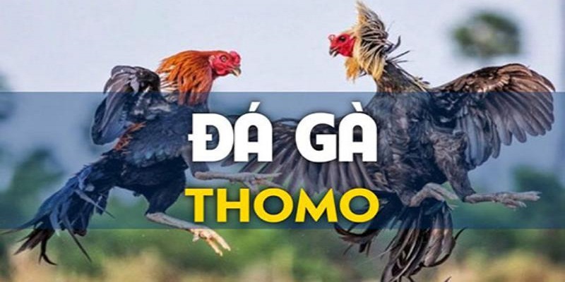 Giới thiệu đôi nét về đá gà chọi C1 Thomo